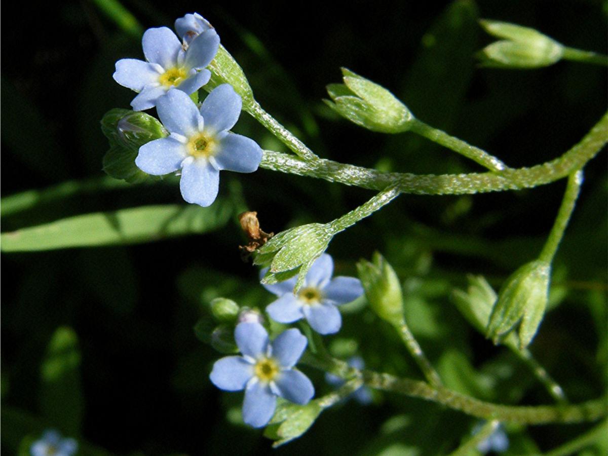 Tufted Forget-me-not | NatureSpot